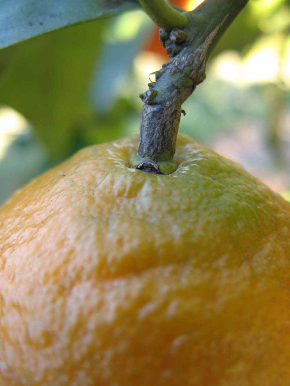            Fruit (Winter Haven, FL)   